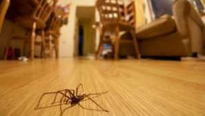 Mystic in science: zakaj ne moreš ubiti pajkov v hiši